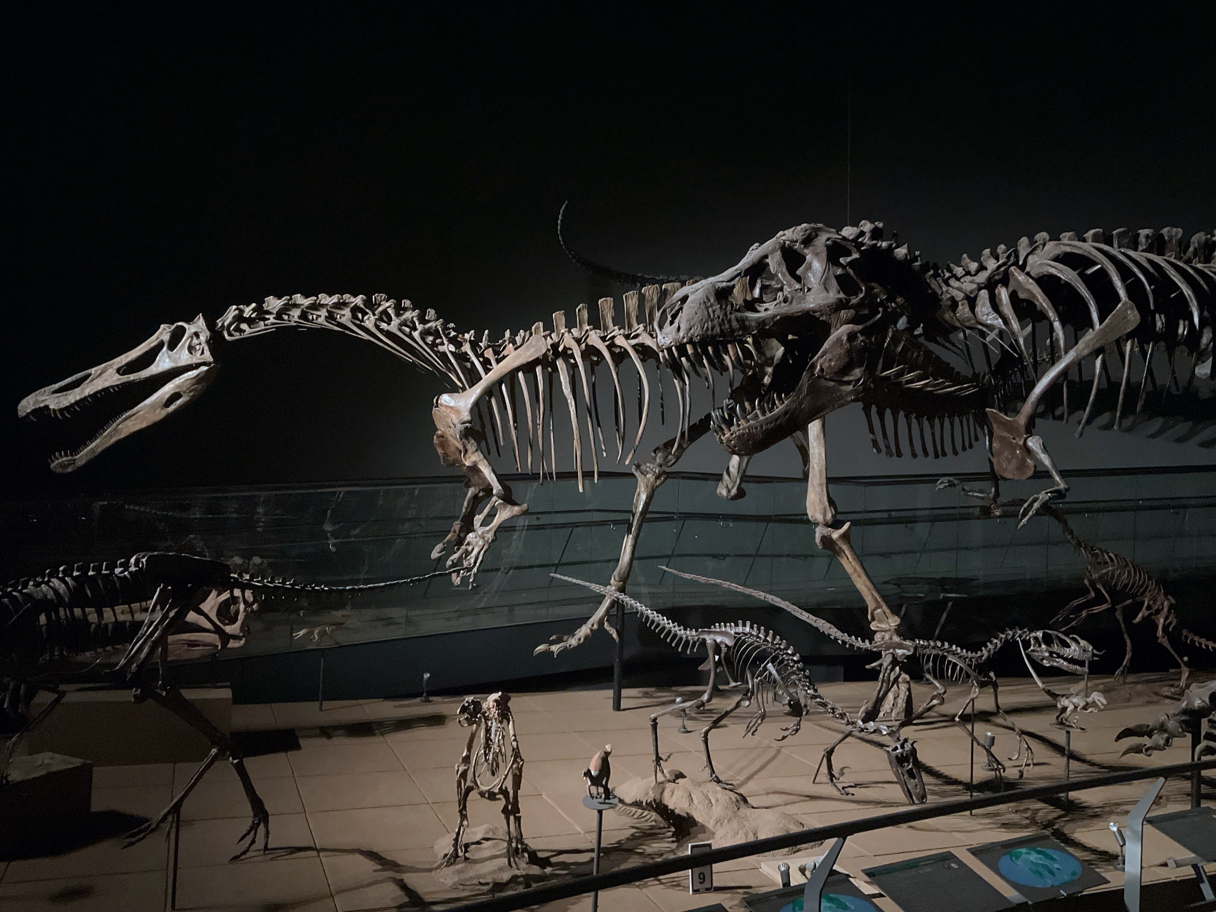 恐竜博物館ナイトs.jpg